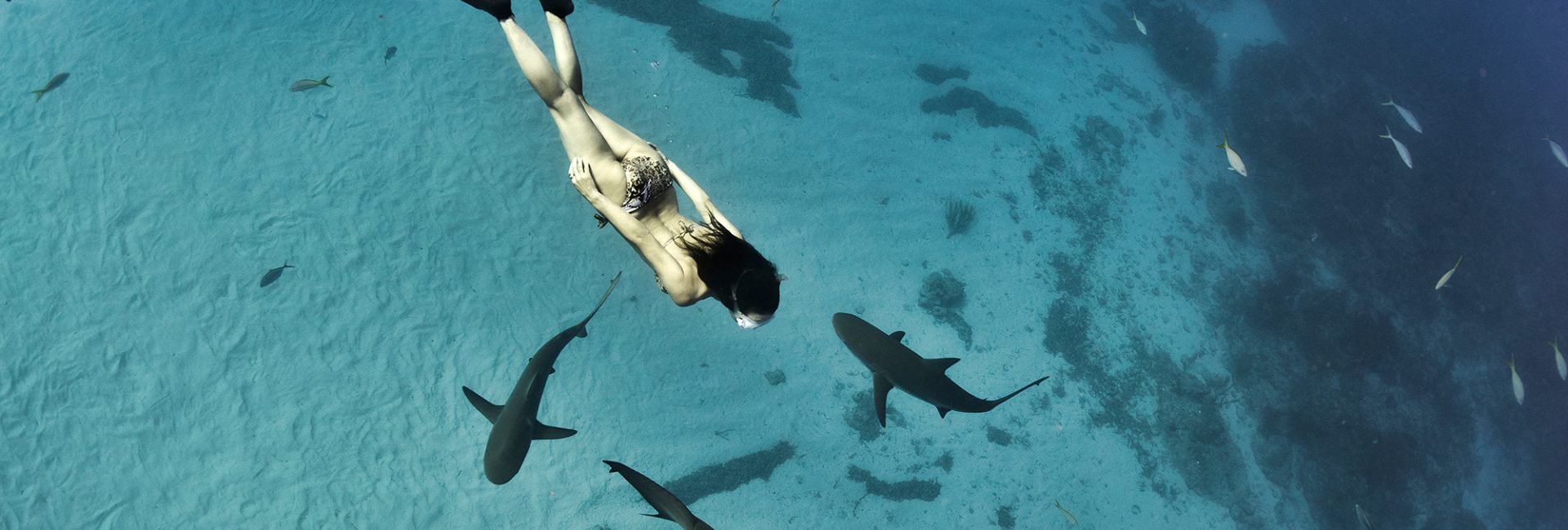 These PADI Ambassadivers will inspire you to quit your job, dive more and be a better person