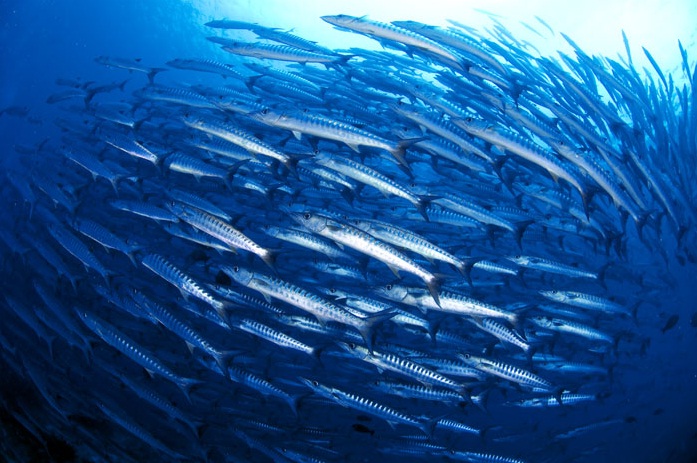 A school of barracuda in the Indian Ocean, and a popular subject for photographers while scuba diving in Colombo Sri Lanka