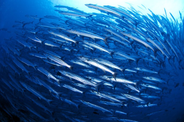 barracuda shoal, Diving in Coasta Cálida