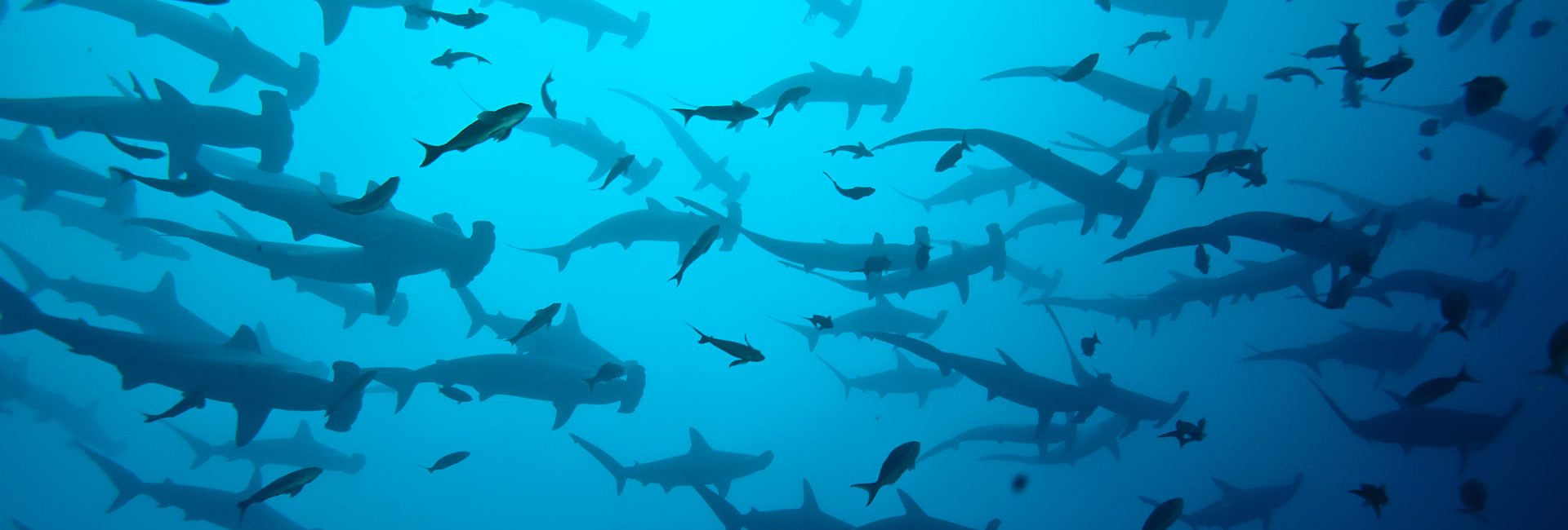 The Best Liveaboards for Cocos Island