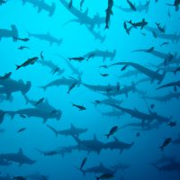 diving with hammerhead sharks in cocos island