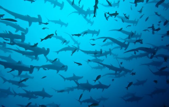 diving with hammerhead sharks in cocos island