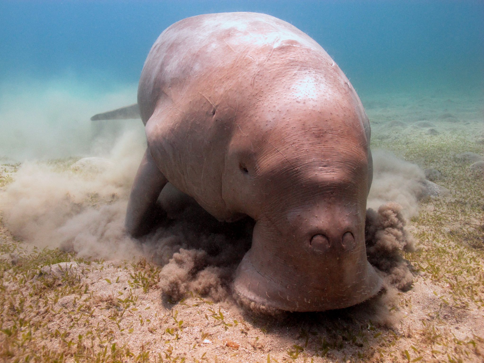 Dugong- Underwater - Saltwater