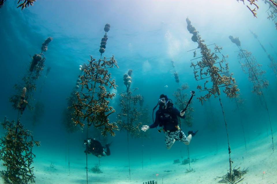 Get Involved with Coral Restoration