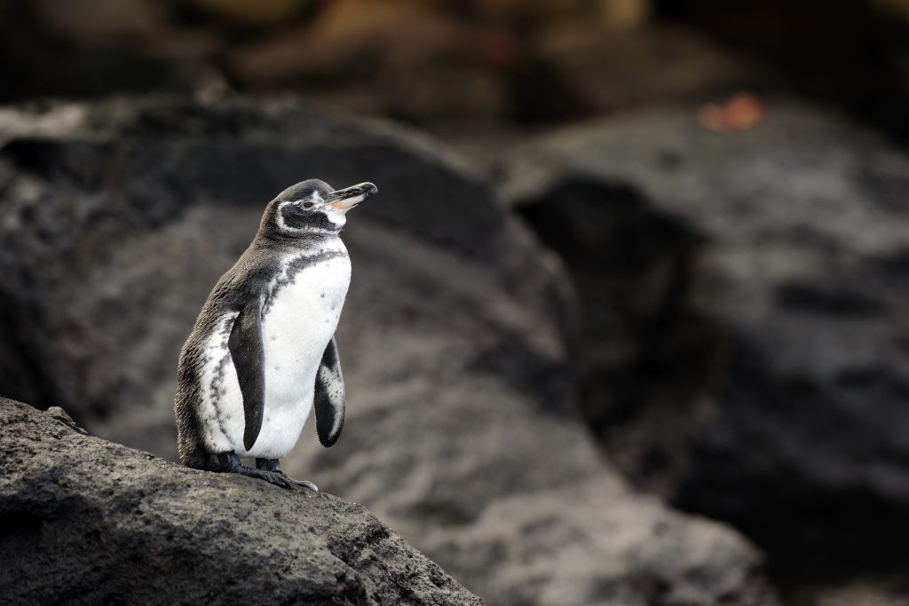 diving with penguins in the galapagos