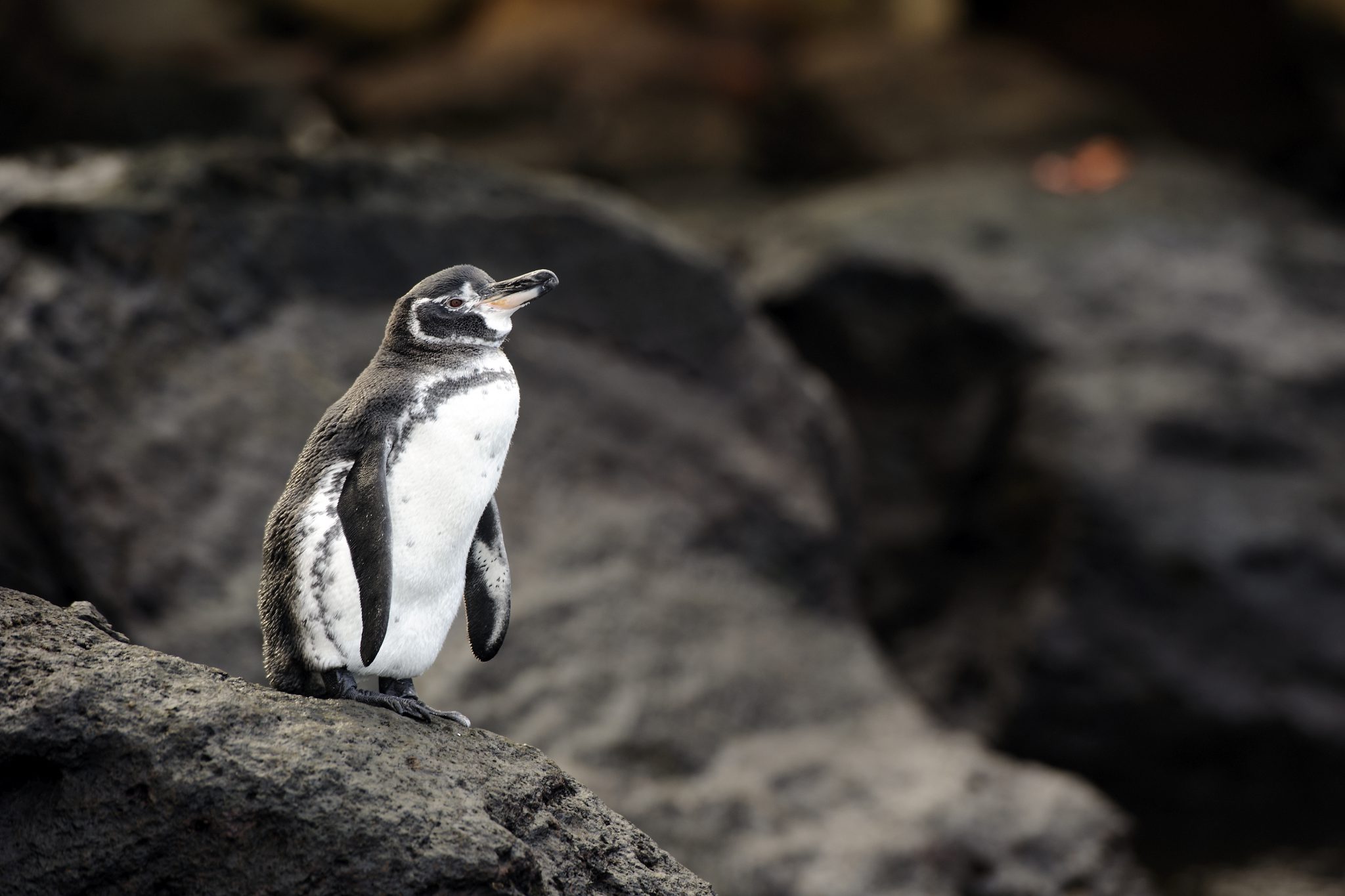 diving with penguins in the galapagos, a hotspot for endangered marine life