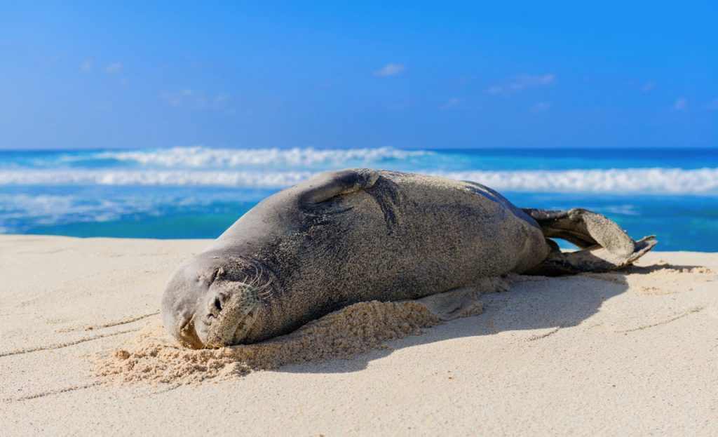 monk seals in hawaii scuba diving