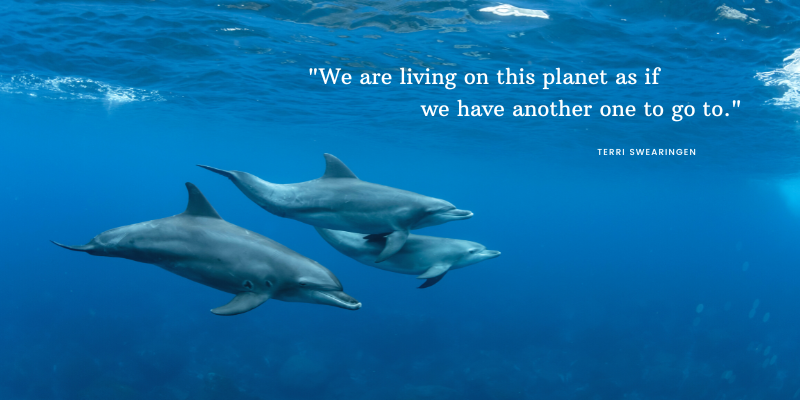 inspiring ocean quote we are living as if another Terri Swearingen