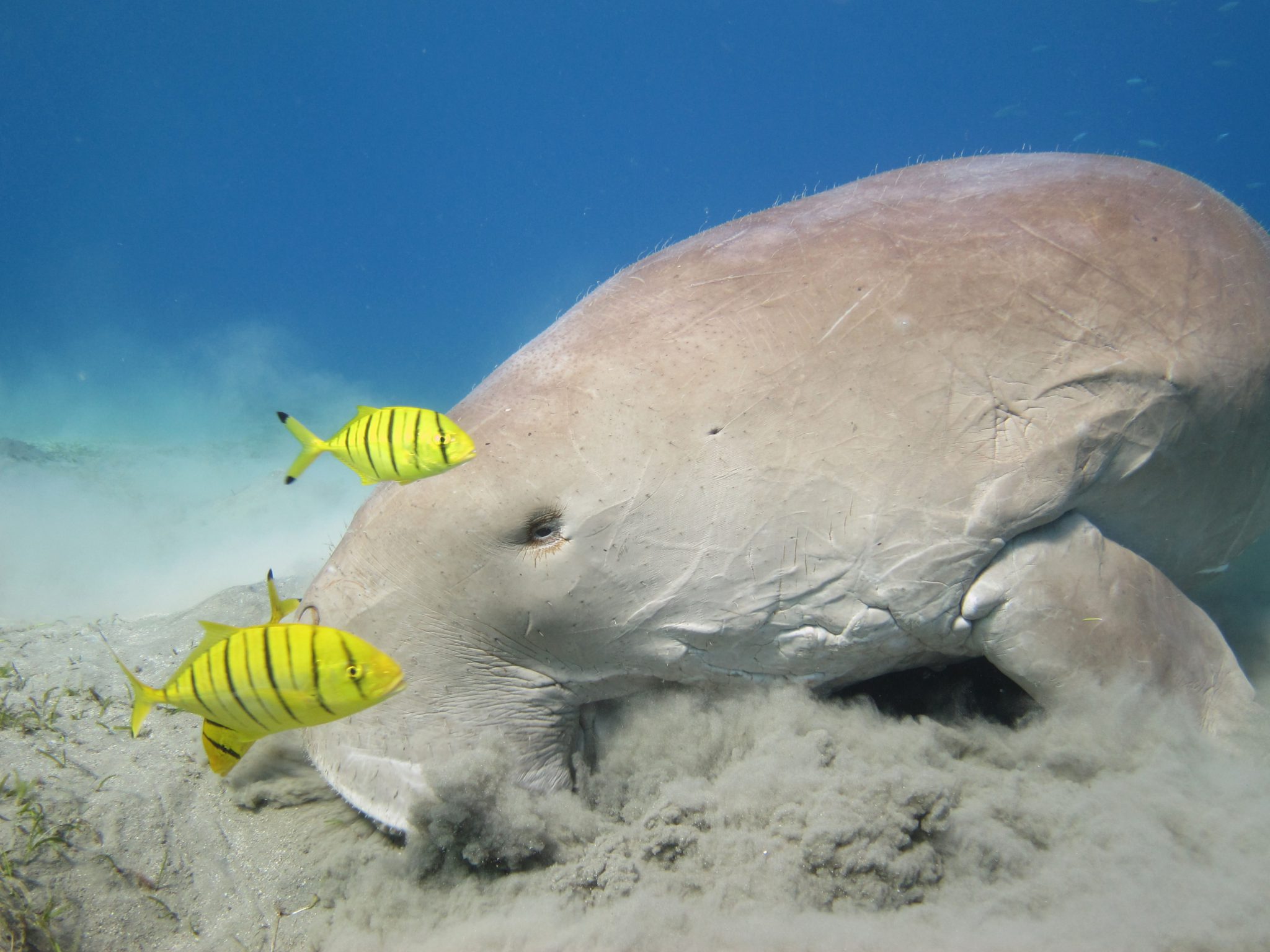 Diving with dugongs in Egypt.