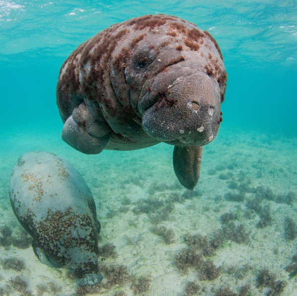 Manatee - Underwater - Freshwater