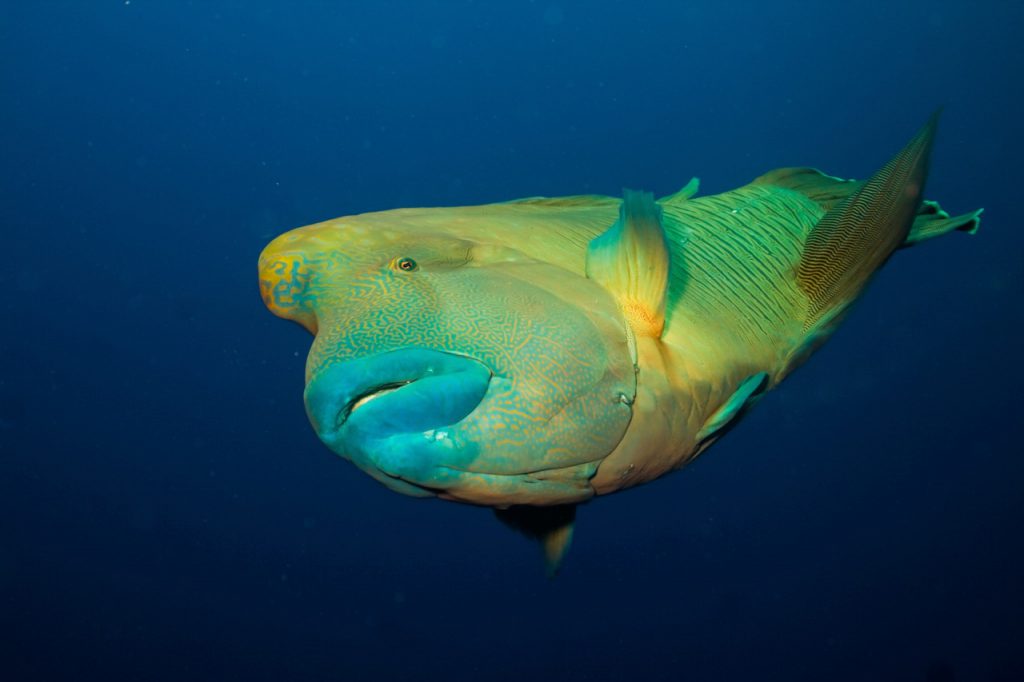 diving with napoleonfish in pohnpei