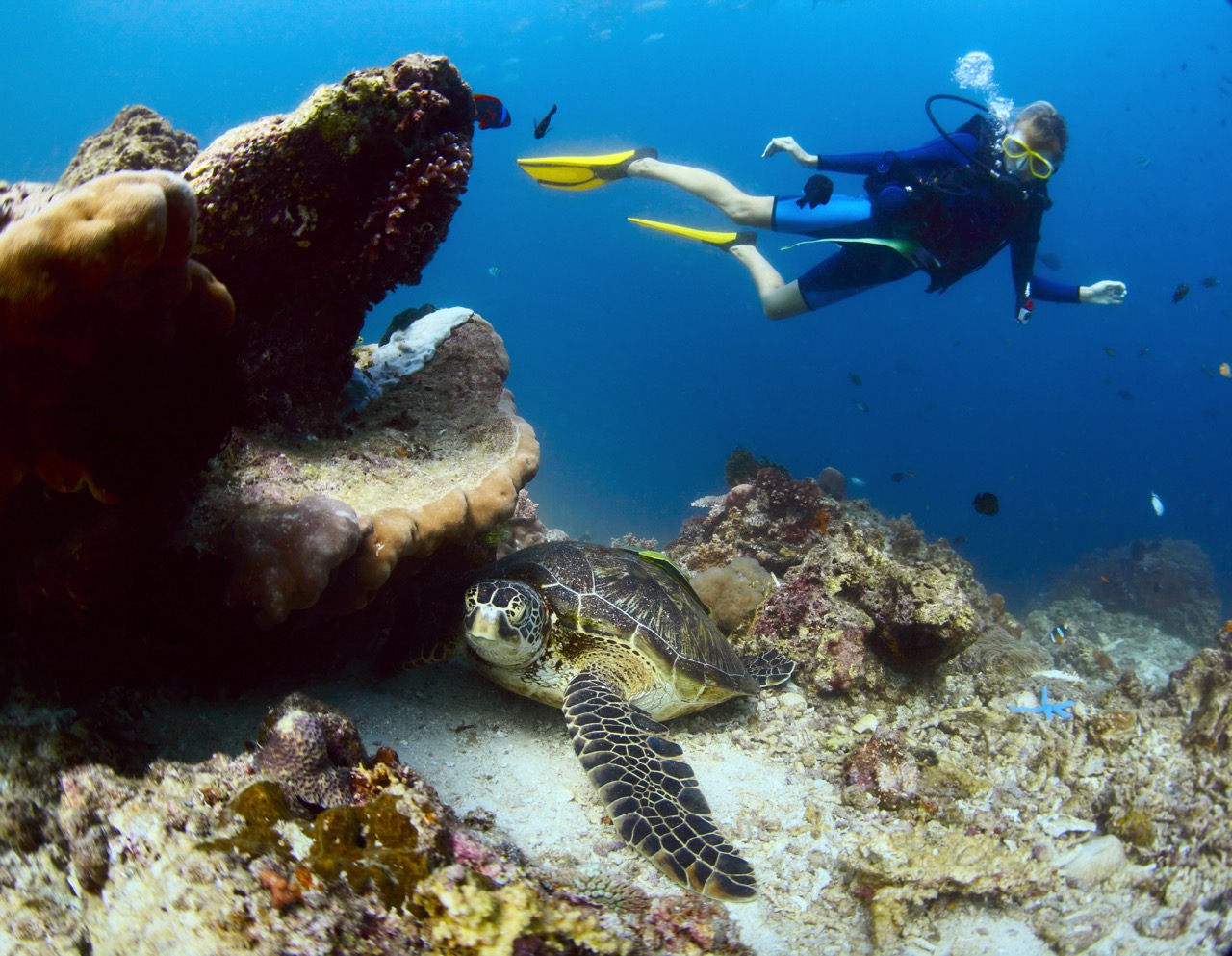 responsible interactions with marine life as shown by a scuba diver an an endangered sea turtle