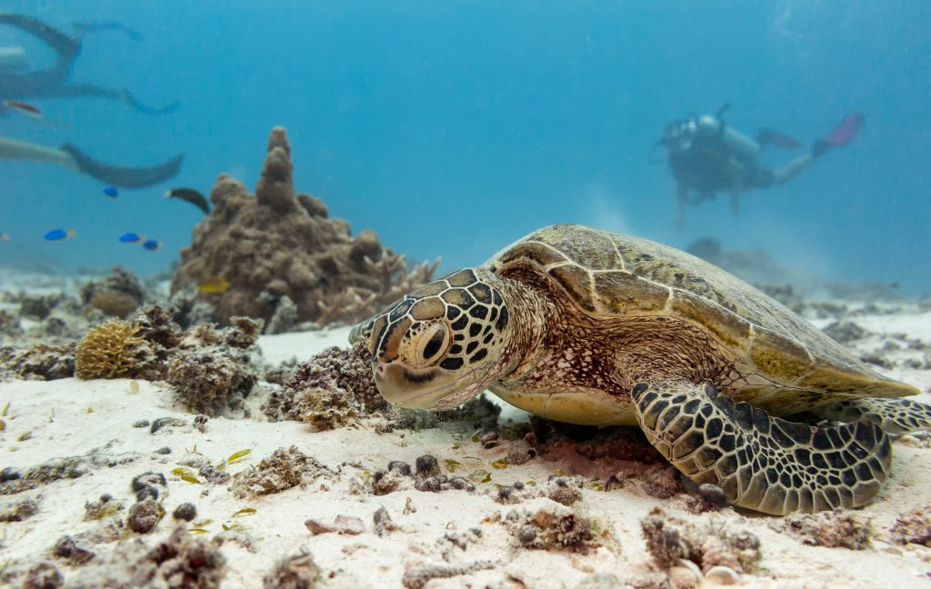 Heron Island, Queensland Australia: Home to World-Class Dive Sites