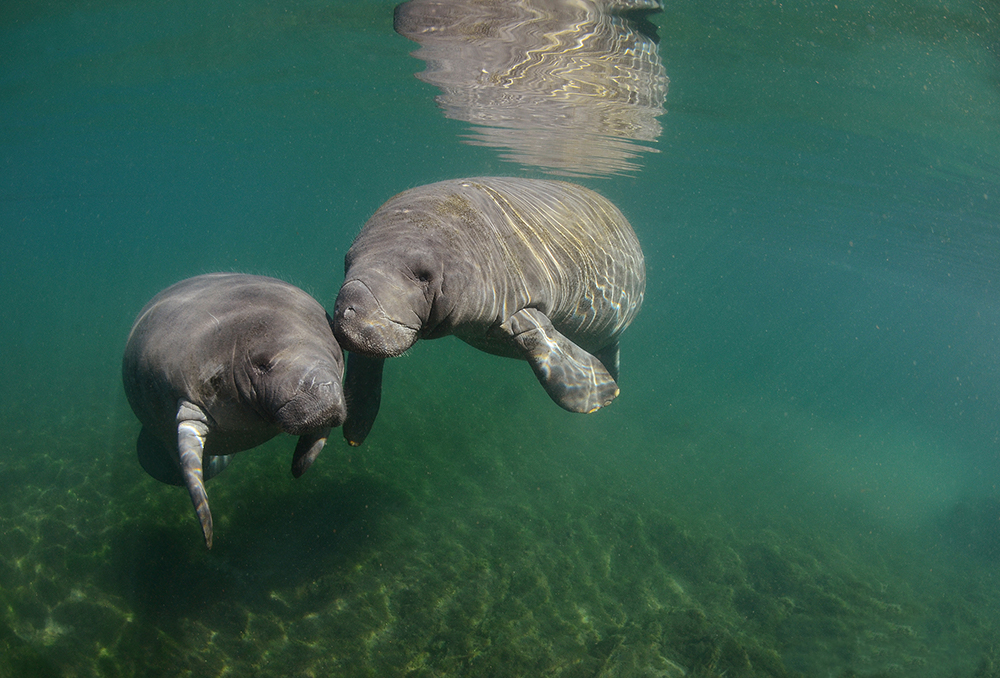 Manatee - Underwater - Freshwater