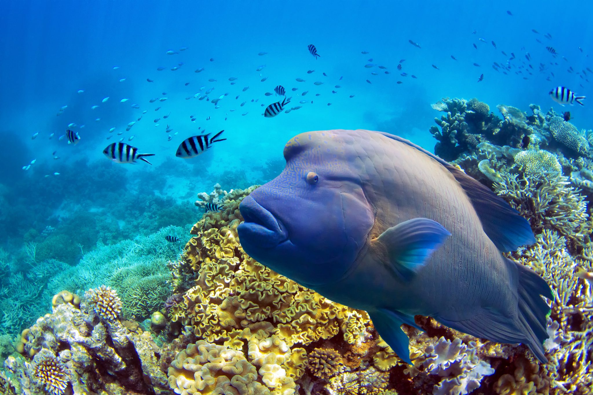 BumpheadParrotfish_Shutterstock