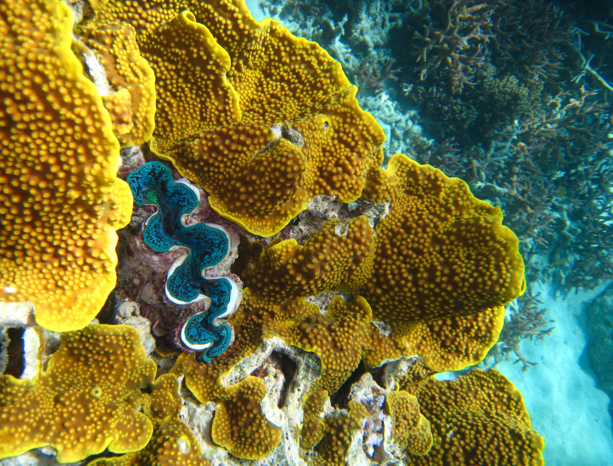 GiantClam_GBR_Shutterstock