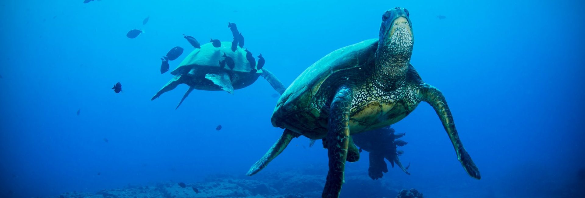World Class Dive Sites in Sipadan, Malaysia