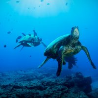 SeaTurtles_Deep_Shutterstock