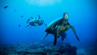 SeaTurtles_Deep_Shutterstock