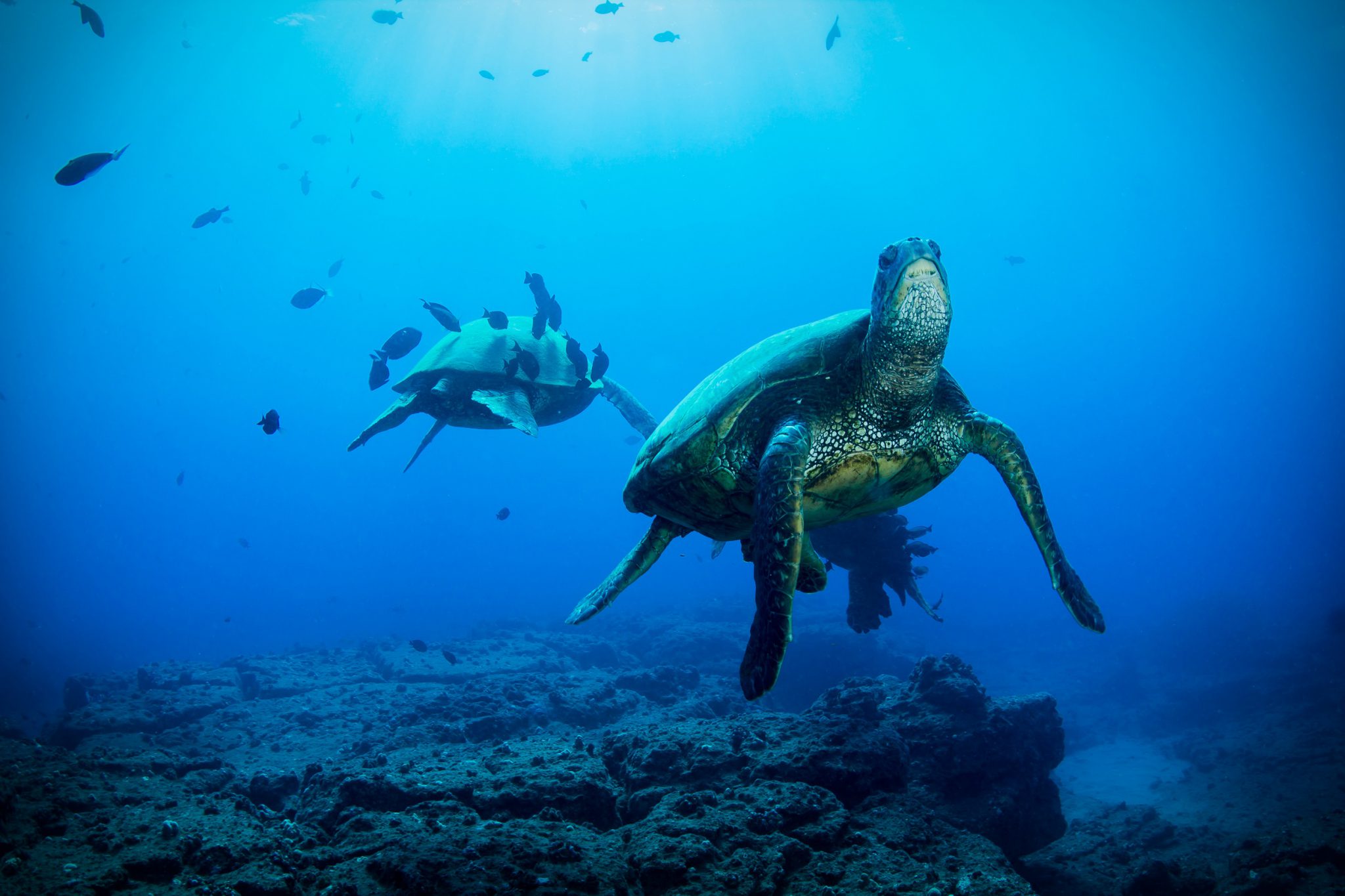 Sea Turtles at depth