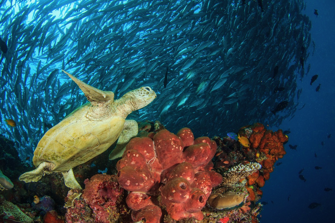 diving with turtles in sipadan malaysia, a hotspot for endangered sea life animals