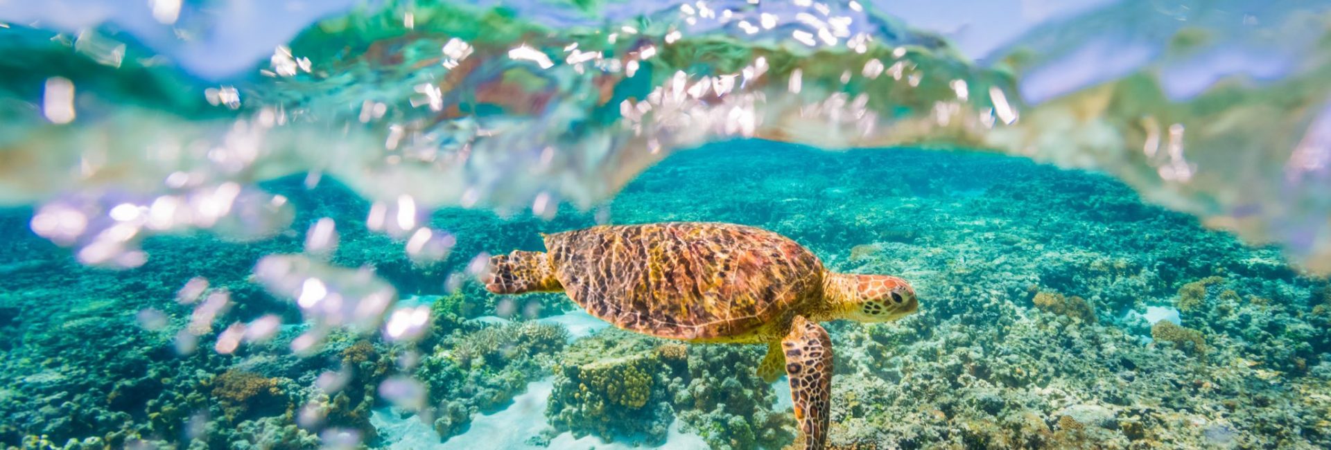 LES 10 MEILLEURS ENDROITS POUR NAGER ET PLONGER AVEC LES TORTUES DE MER