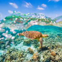SeaTurtle_Queensland_Shutterstock