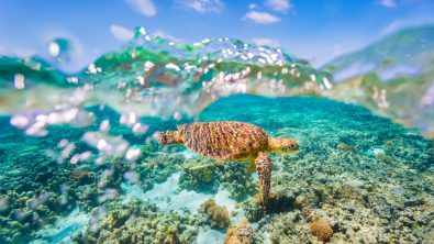 SeaTurtle_Queensland_Shutterstock