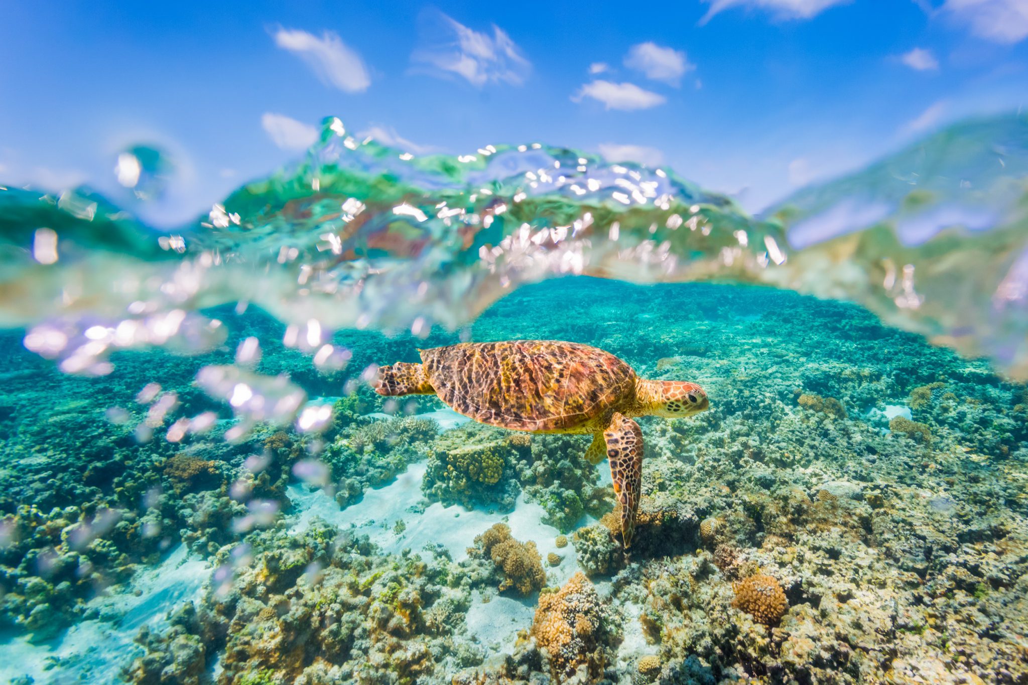 coral reef turtles