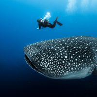 diving with endangered species