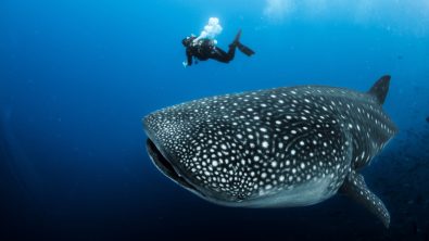diving with endangered species