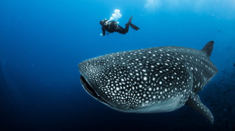 diving with endangered species