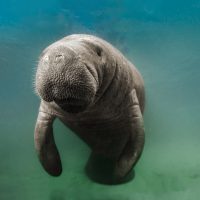 Manatee - Underwater - Freshwater Diving in Florida