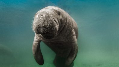 Manatee - Underwater - Freshwater Diving in Florida