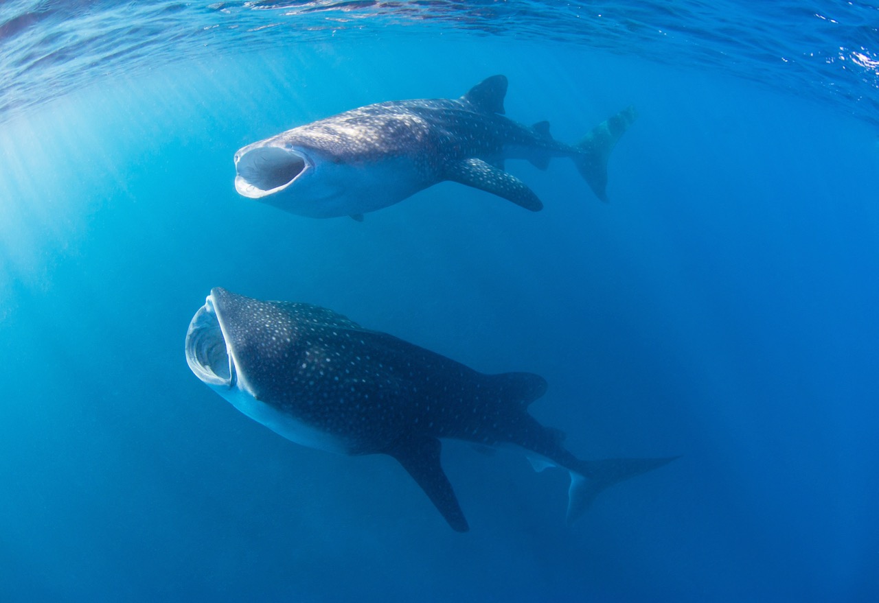 Two whale sharks filter-feeding near the surface in the Maldives, one of the top destinations for whale shark diving