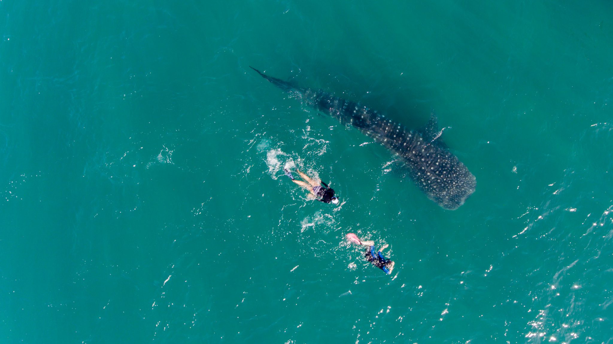 Two snorkelers swimming alongside a whale shark in Isla Mujeres, one of the best diving destinations in the world in July