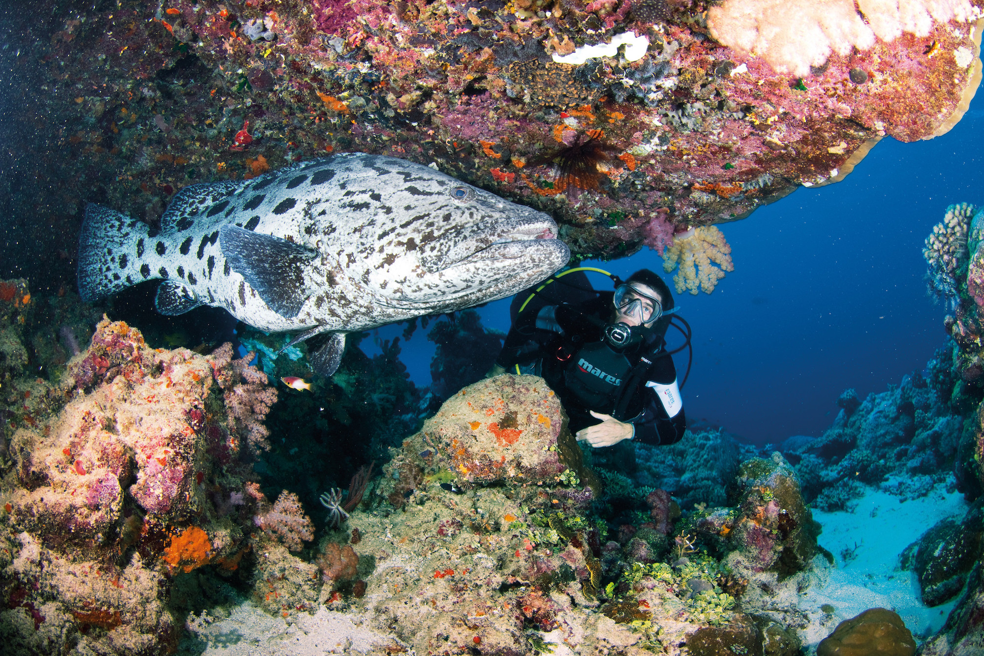 diver with large fish diving great barrier reef