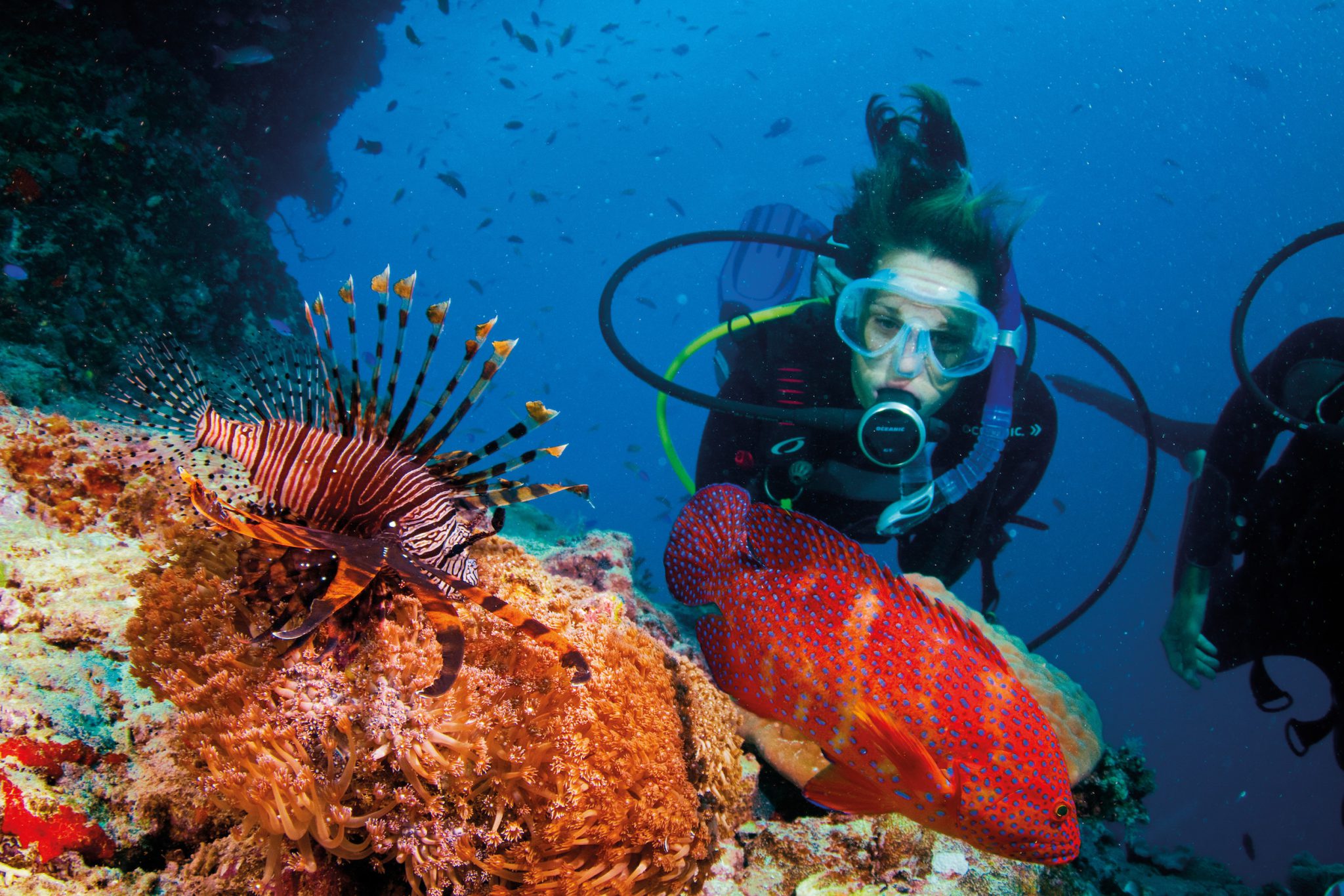 diver with lionfish and reef great barrier reef best dive sites