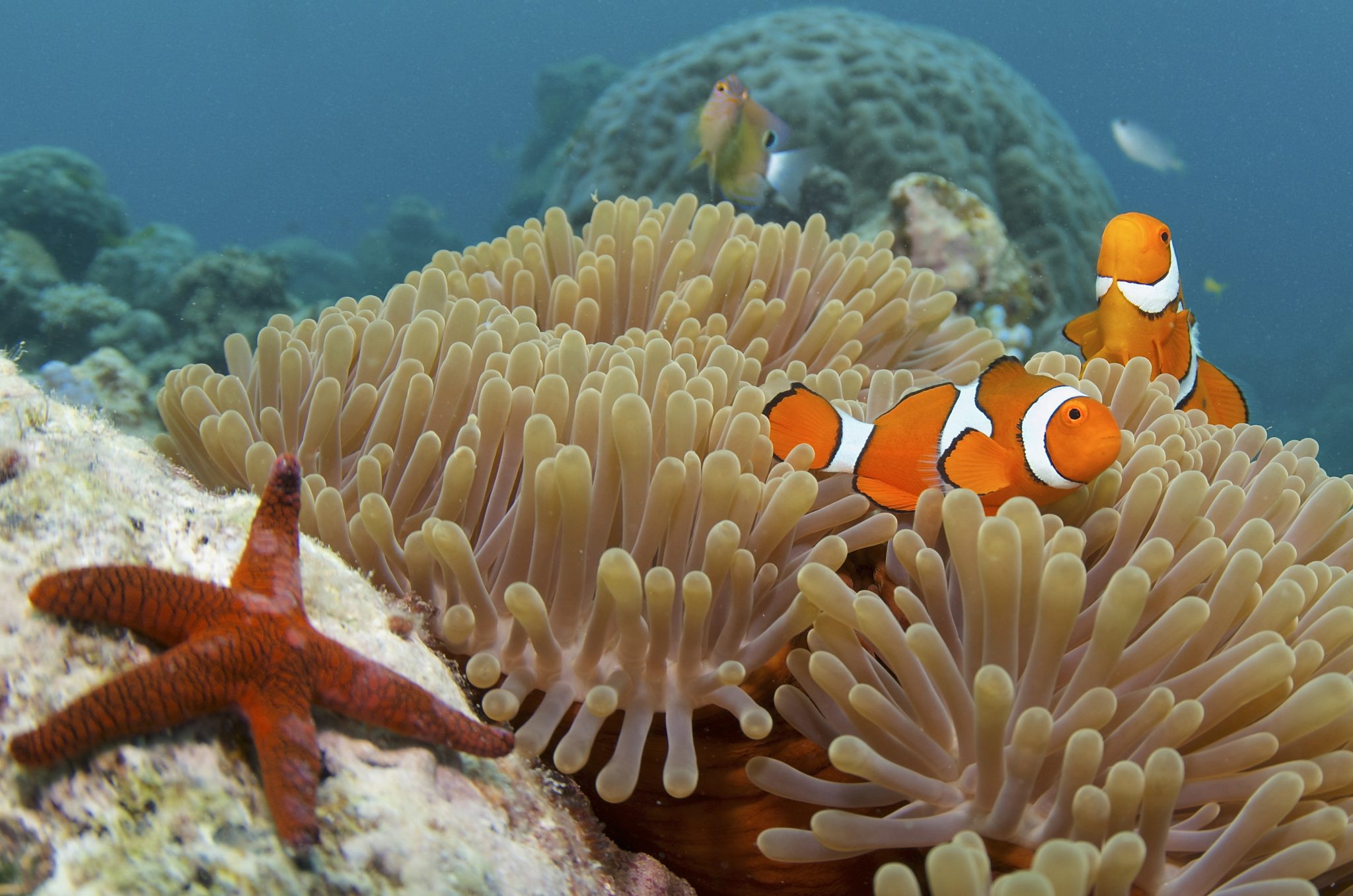 Versehentlich Richtig Gummi tauchen great barrier reef BH Rang Blinken