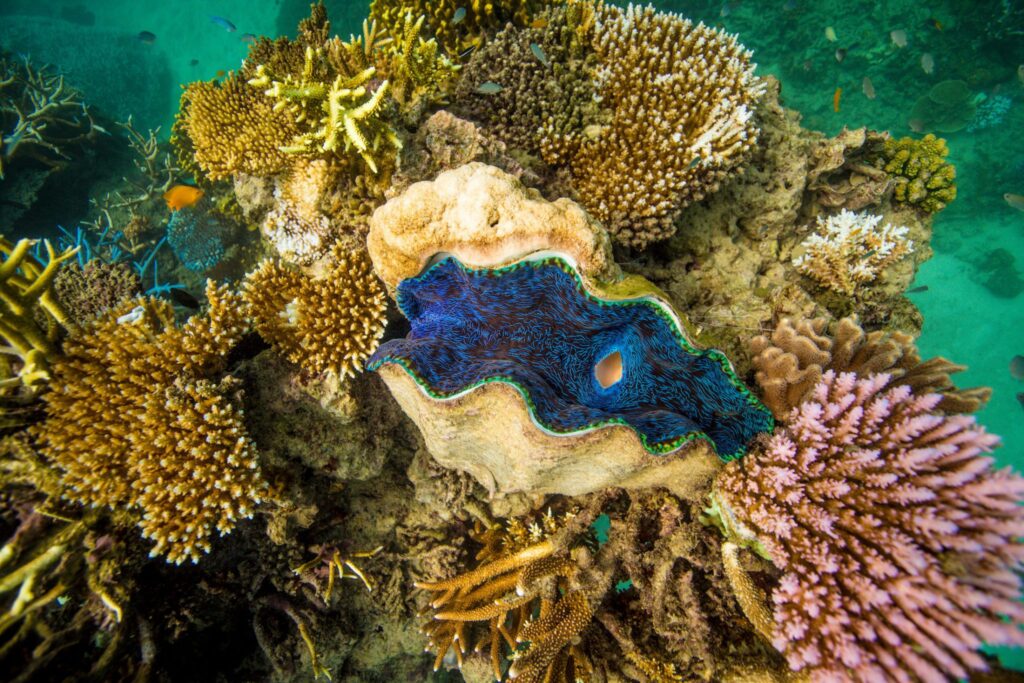 14 Top Dive Sites of Australia's Great Barrier Reef