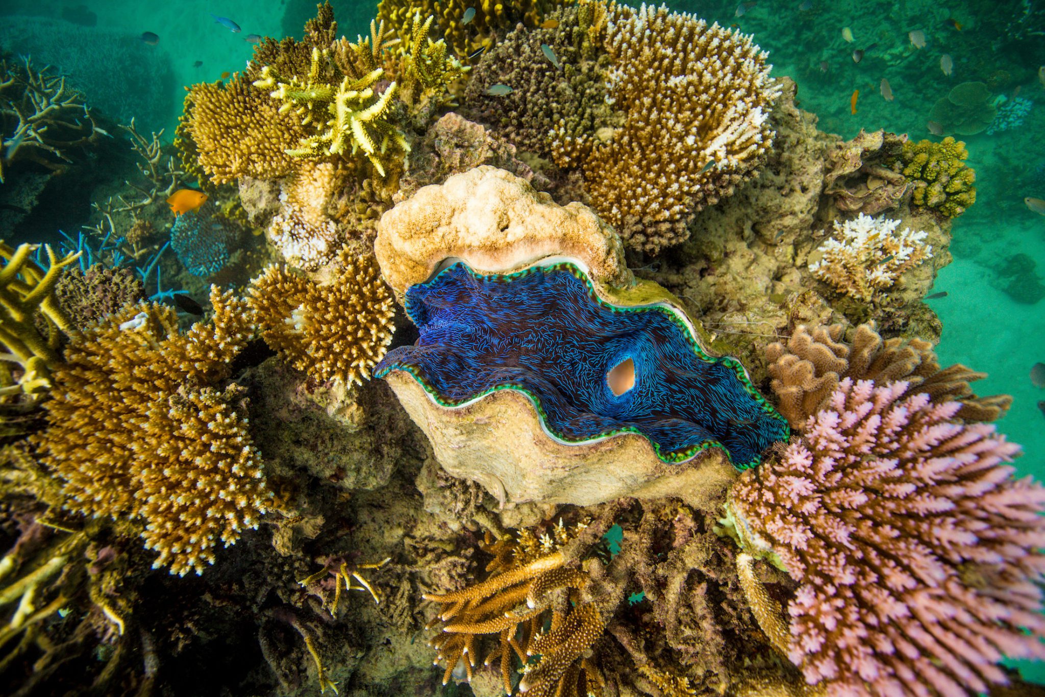 giant clam on reef great barrier