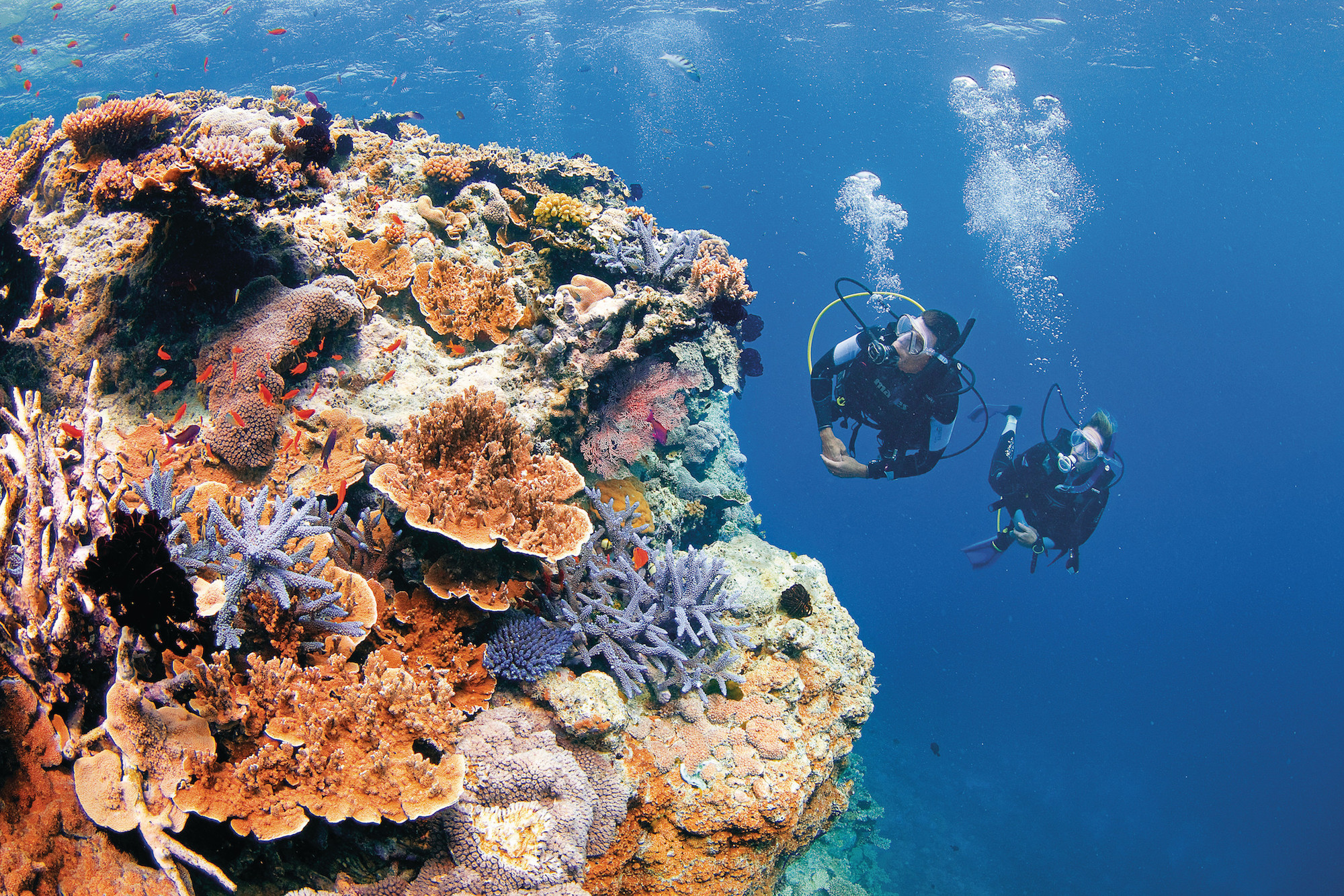 two divers swimming along a reef