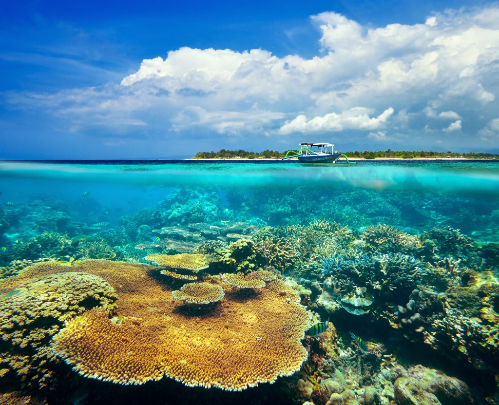 Bali - Indonesia - Reef - Split Shot