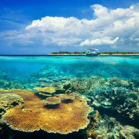Bali - Indonesia - Reef - Split Shot