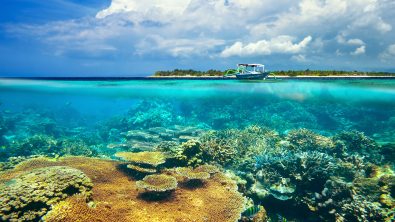 Bali - Indonesia - Reef - Split Shot