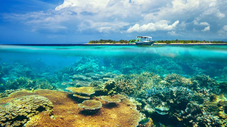 Bali - Indonesia - Reef - Split Shot