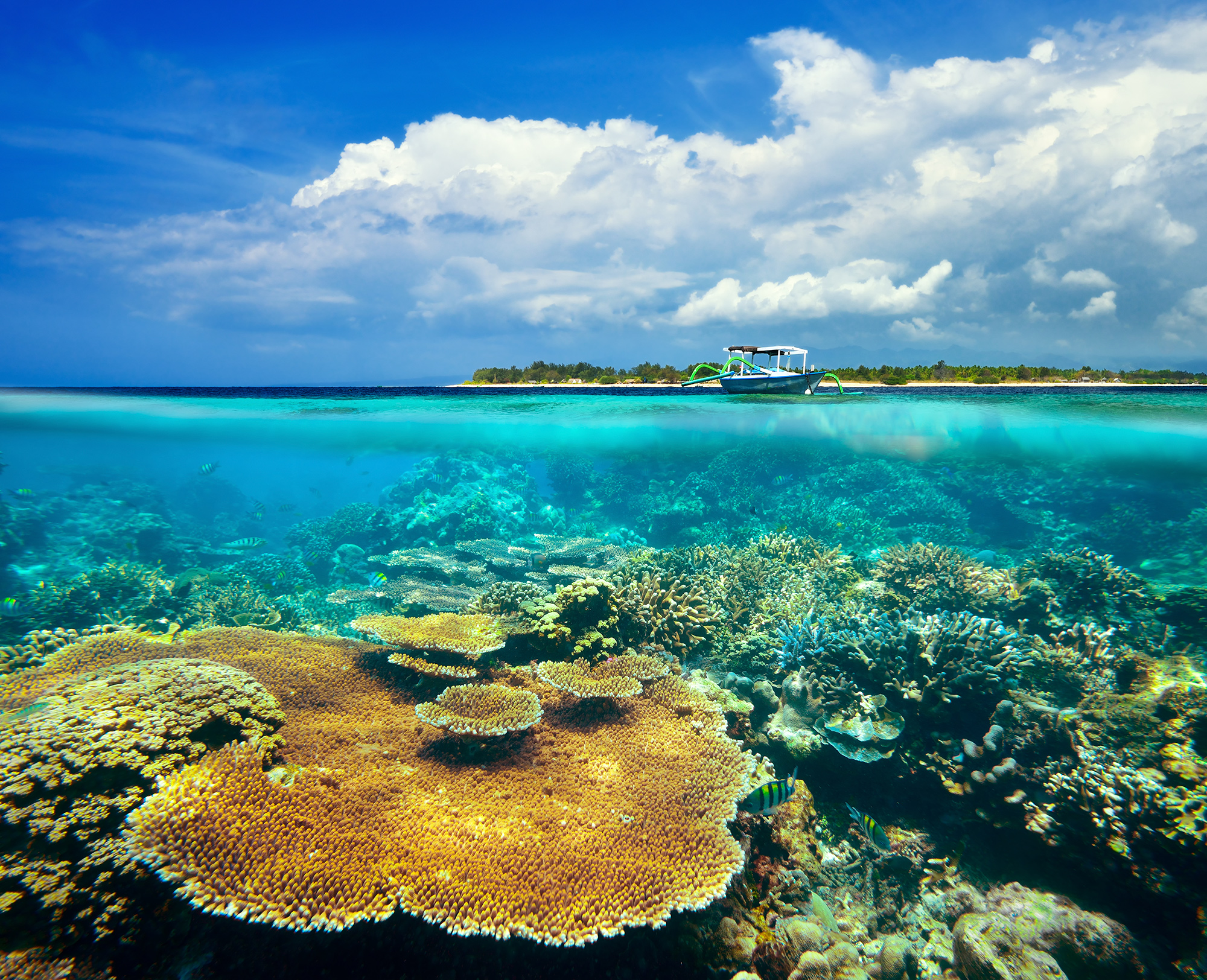 Bali - Indonesia - Reef - Split Shot best places to scuba dive