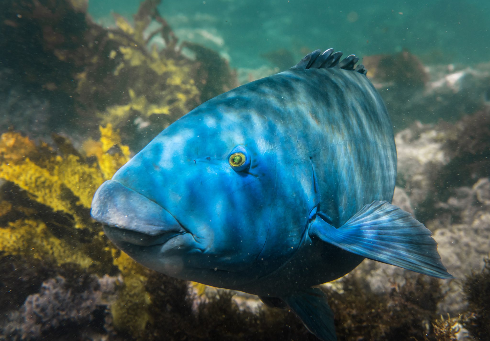 BlueGroper_Shutterstock