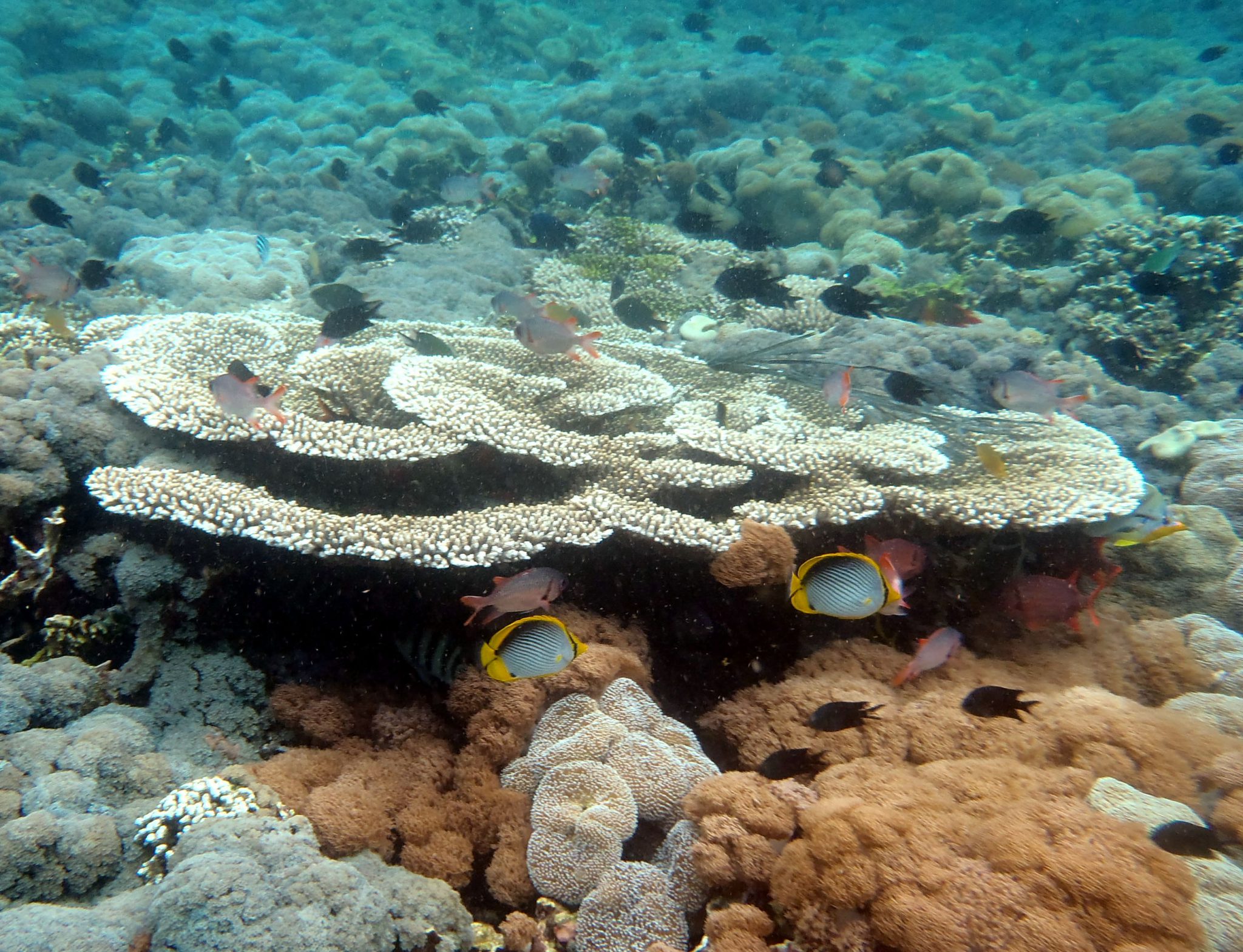 Komodo National Park - Indonesia - Coral Reef - Reef Fish