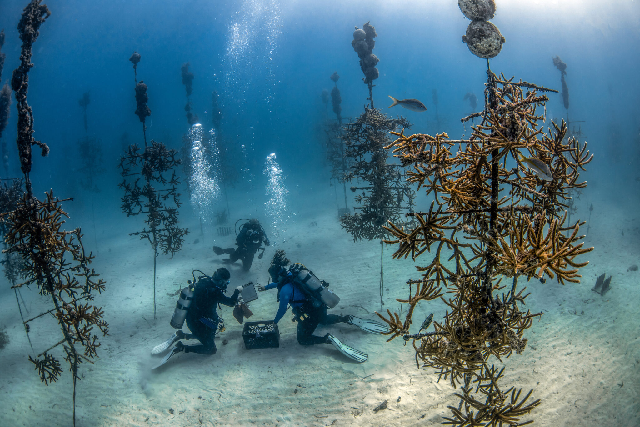 Coral Restoration